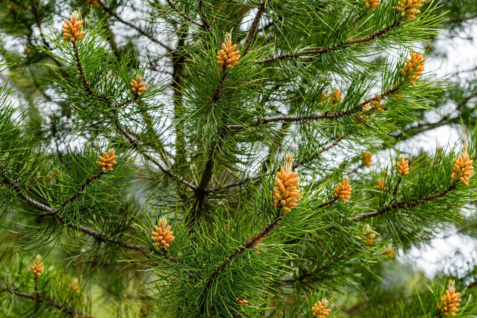 pine needles