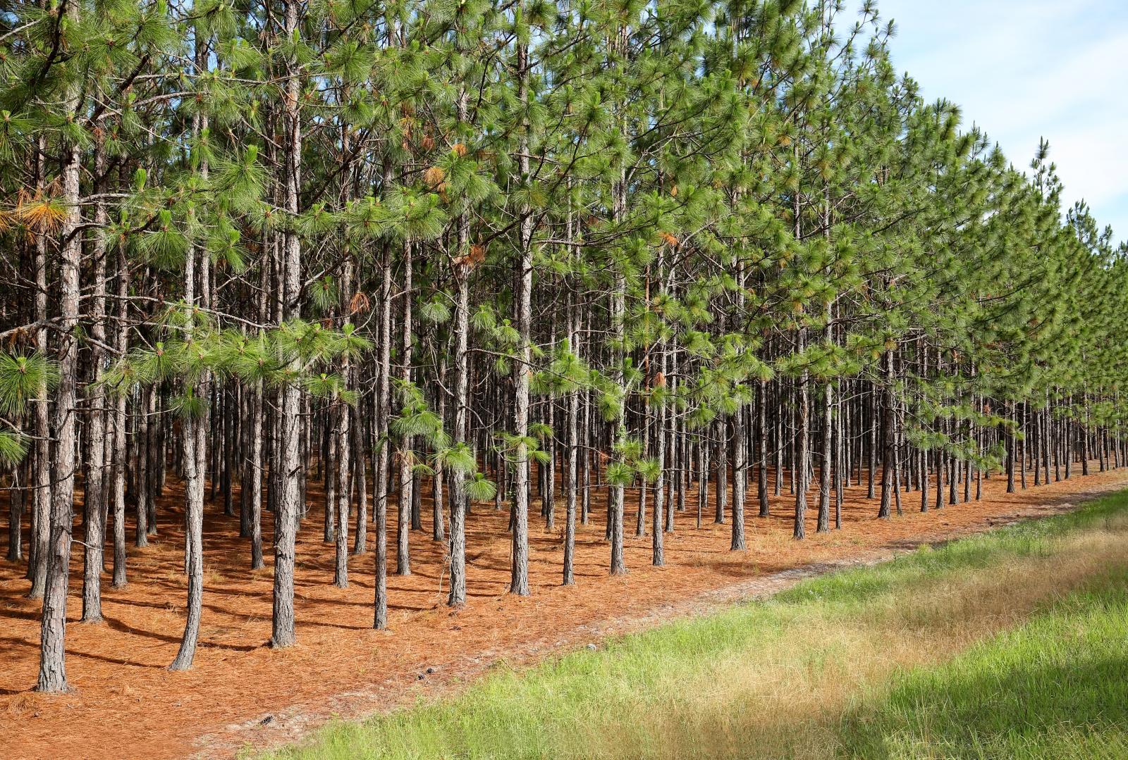 pine row
