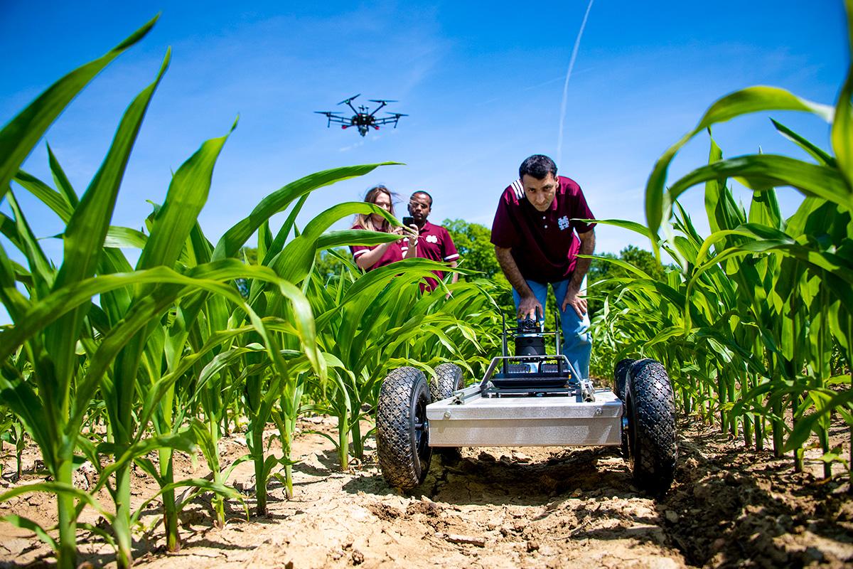 A researcher looks at a drone between rows of crops